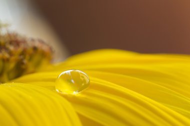 Waterdrop ayçiçeği üzerinde