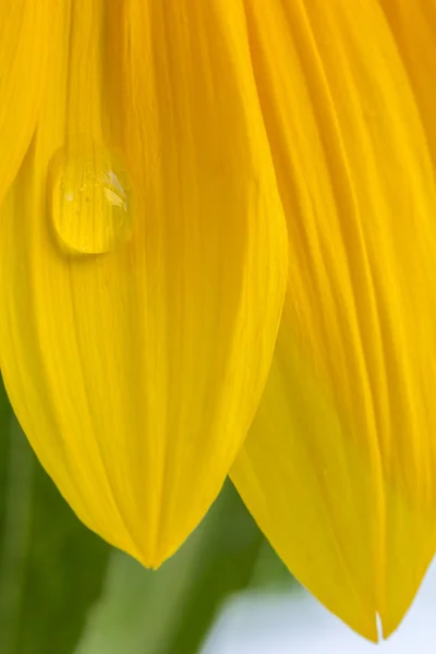 Waterdrop on a sunflower — Stock Photo, Image