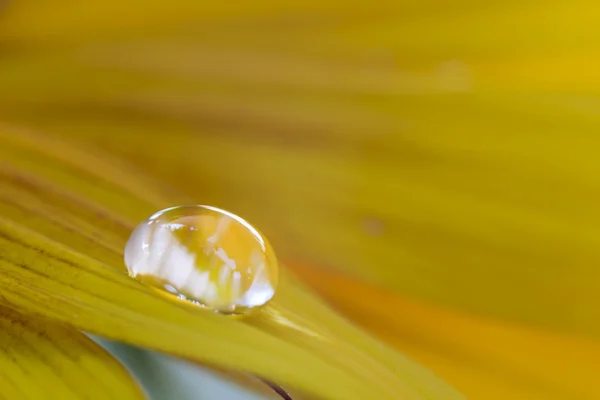 Waterdrop on a sunflower — Stock Photo, Image