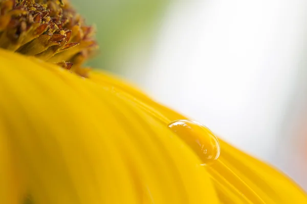 Gota de agua en un girasol —  Fotos de Stock