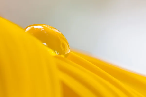 Wassertropfen auf einer Sonnenblume — Stockfoto