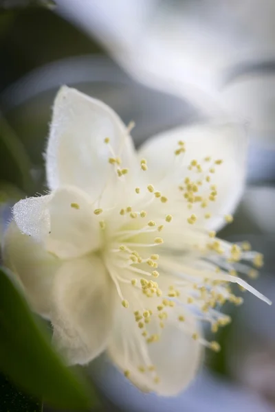 Flowering Myrthus communis flower, closeup — Stock Photo, Image