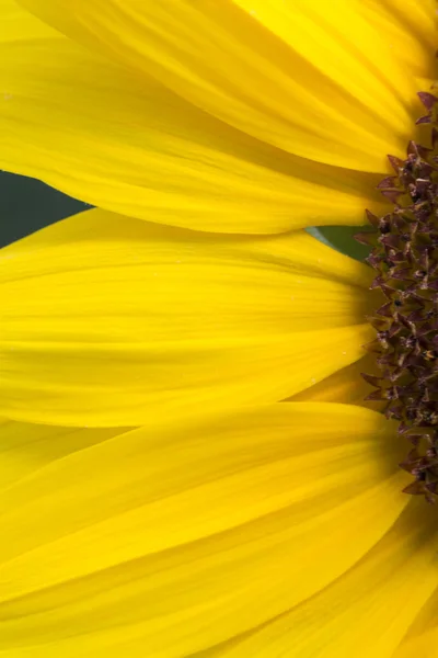 Detalle girasol —  Fotos de Stock