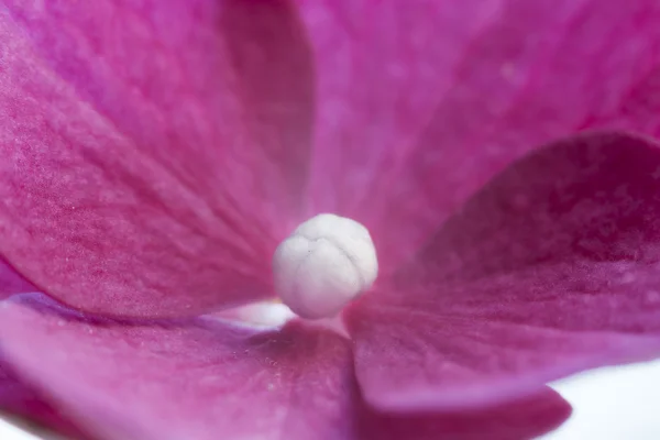 Hortensia (hortensia) bloesem, close-up — Stockfoto