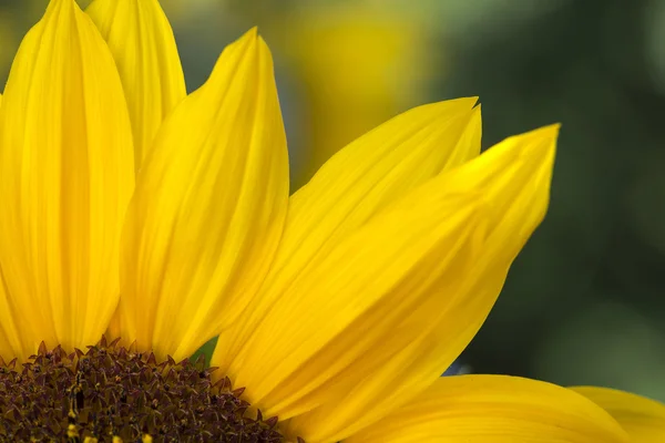 Detalle girasol —  Fotos de Stock