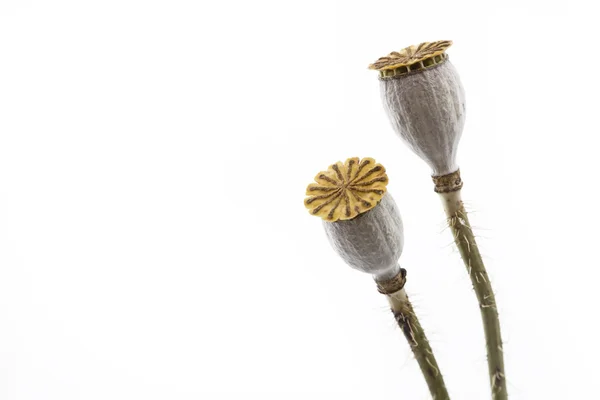Cabezas de amapola secas flor sobre fondo blanco —  Fotos de Stock