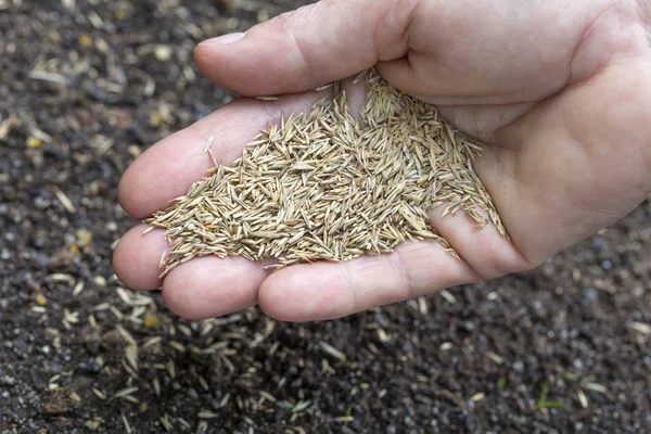 Ruka držící travních semen — Stock fotografie