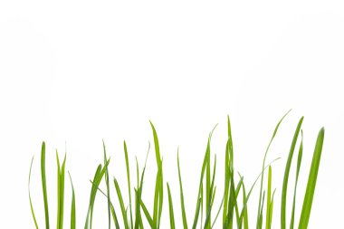 Beyaz arkaplanda yeşil çimen izole