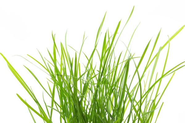 Färskt gräs isolerad på vit bakgrund — Stockfoto
