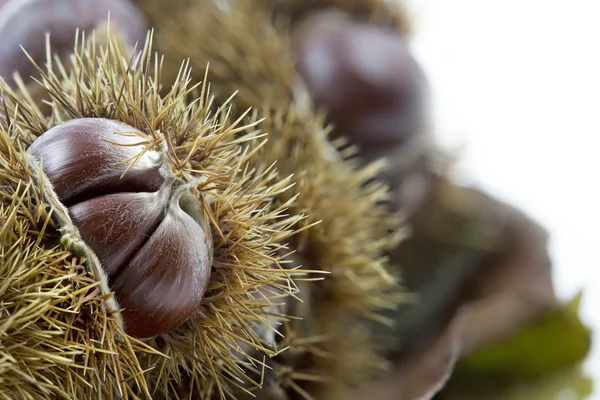 Ripe chestnuts closeup — Stock Photo, Image