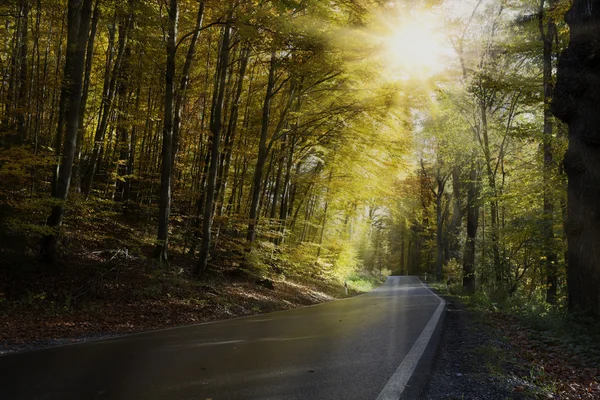 Camino que cruza un bosque en otoño — Foto de Stock