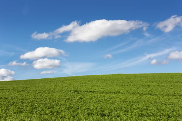 Campo verde con cielo nuvoloso blu — Foto Stock