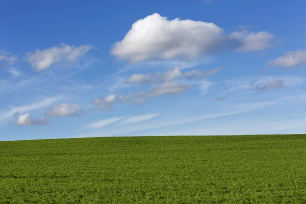 Campo verde con cielo nuvoloso blu — Foto Stock