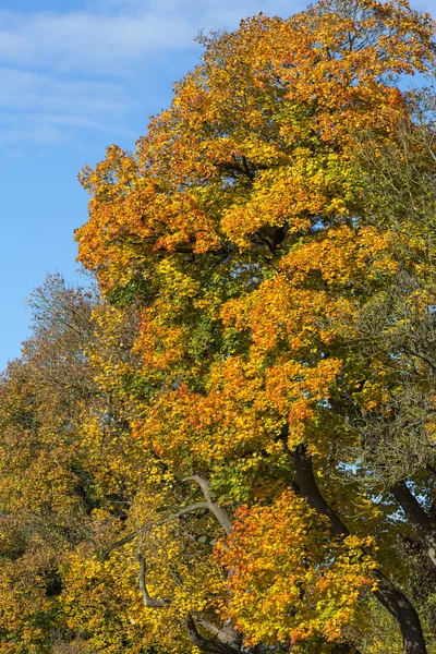 Árbol con hojas de otoño —  Fotos de Stock