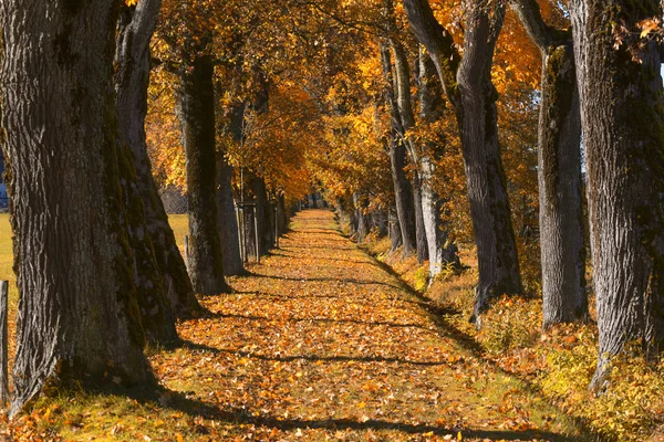Dubová alej s podzimní listí v Bavorsku, Německo — Stock fotografie