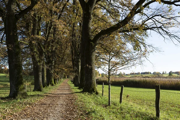 Vicolo di quercia con foglie autunnali in Baviera, Germania — Foto Stock