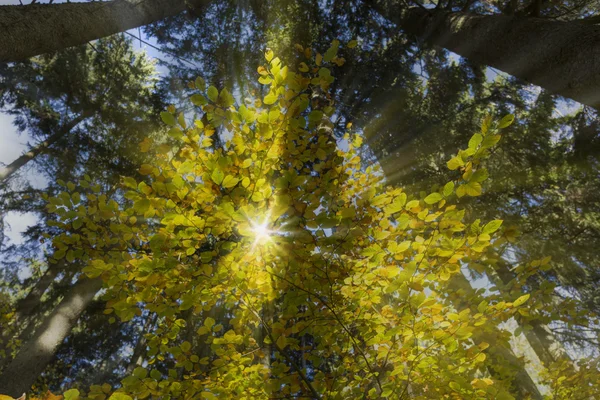 Hojas de haya en otoño con rayos de sol —  Fotos de Stock