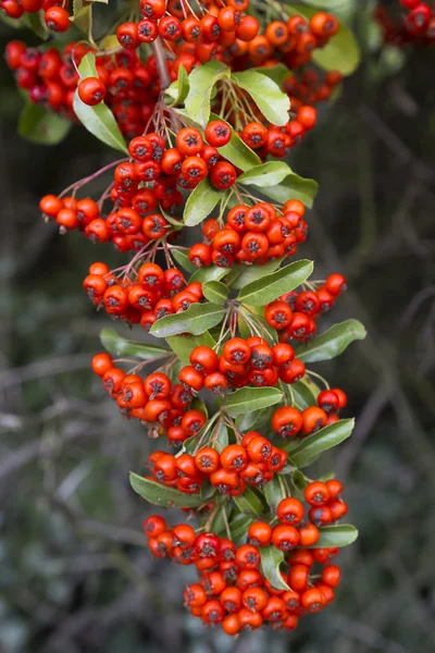 Piros firethorn (pyracantha) gyümölcsök Vértes — Stock Fotó
