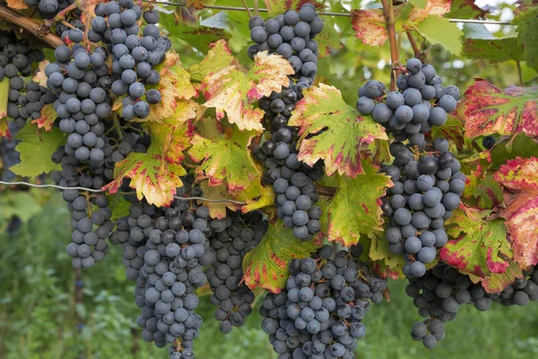 Rote reife Trauben und Blätter in Rheinland-Pfalz, Deutschland — Stockfoto