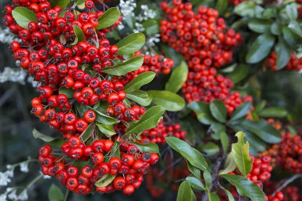 Roter Feuerdorn (Pyracantha) Früchte Nahaufnahme — Stockfoto