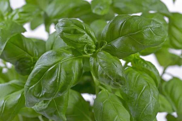 Fresh basil, format filling closeup — Stock Photo, Image