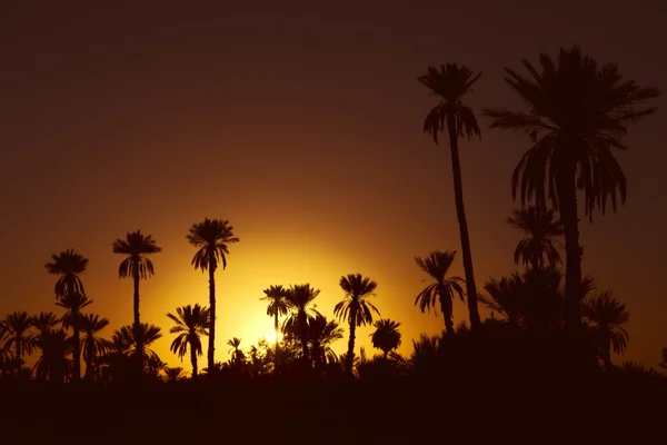 ต้นปาล์มที่มีพระอาทิตย์ตกในโมร็อกโก แอฟริกา — ภาพถ่ายสต็อก