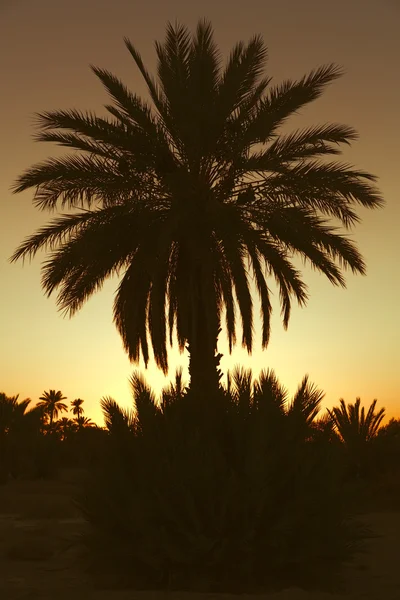 Datum palmbomen met zonsondergang in Marokko, Afrika — Stockfoto