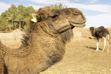 dromedar portresi, Fas, Kuzey Afrika