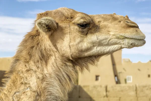 Dromedar portrait, Morocco, North Africa — Stock Photo, Image