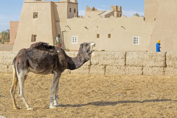 Dromedar in Morocco, North Africa — Stock Photo, Image