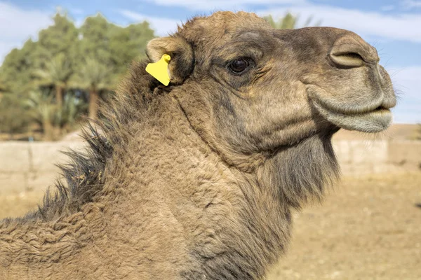 Dromedar portrait, Morocco, North Africa — Stock Photo, Image