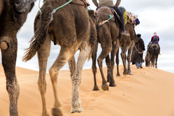 Tourists on safari, Morocco — Stock Photo, Image