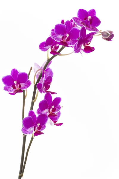 Orquídea rosa sobre fondo blanco — Foto de Stock