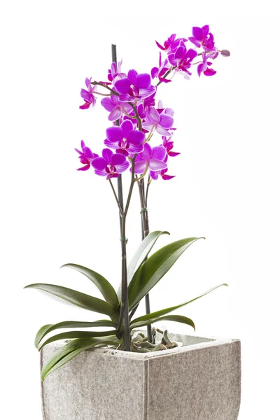 Pink orchid in a pot on white background — Stock Photo, Image