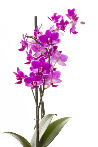 Orquídea rosa sobre fondo blanco — Foto de Stock