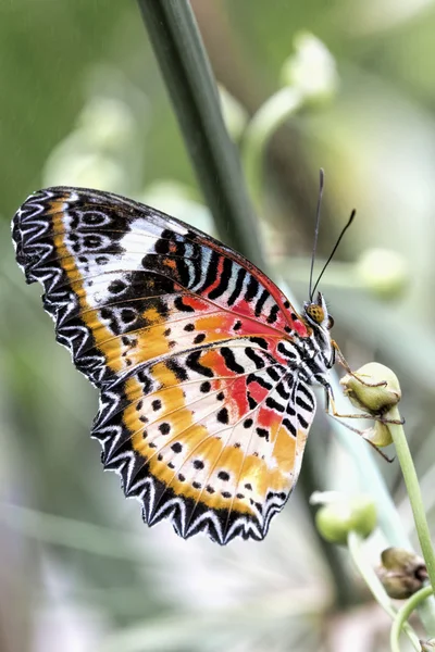 Tropical butterfly (cethosia cyane) — Stock Photo, Image