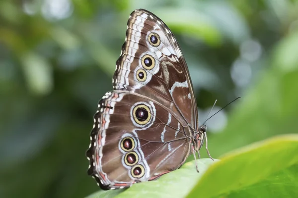 Peleides Blue Morpho Butterfly — Stock Photo, Image