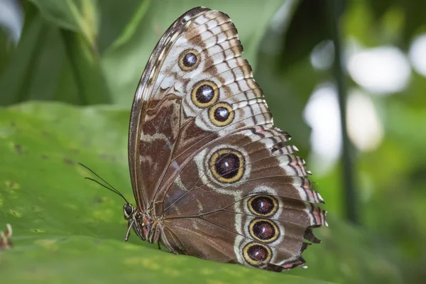 Peleides Papillon Morpho Bleu — Photo