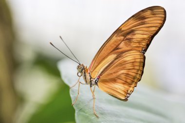tropikal kelebek (dryas julia)