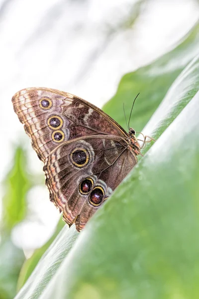 Peleides Papillon Morpho Bleu — Photo