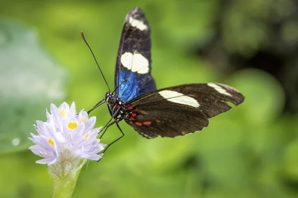 Papillon à ailes longues (Heliconius sara) ) — Photo