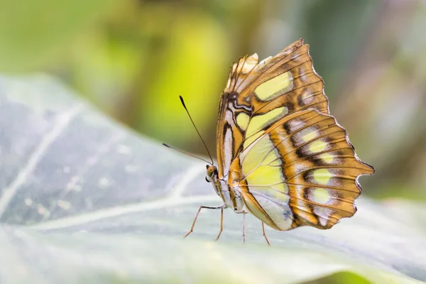 Bamboo Page or Dido Longwing butterfly — Stock Photo, Image