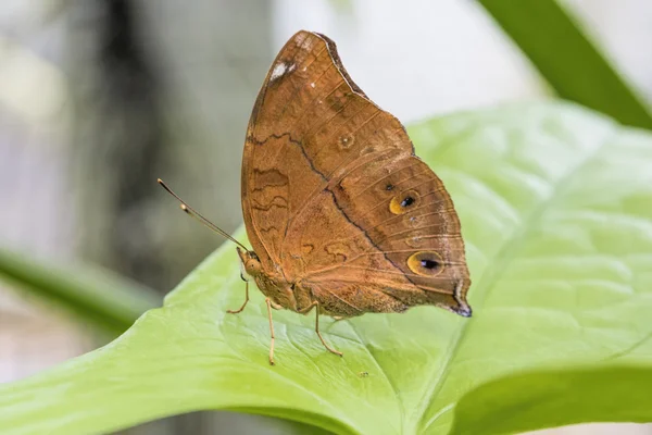 Papillon tropical (vindula arsinoe ) — Photo