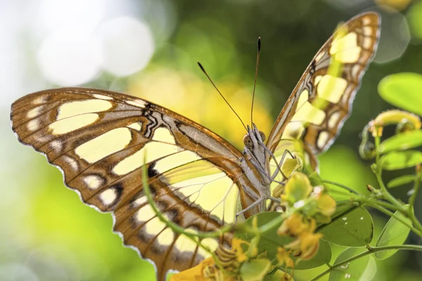 Tropical butterfly (Siproeta stelenes) — Stock Photo, Image