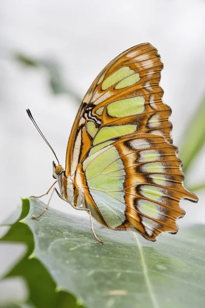 Bamboo Page or Dido Longwing butterfly — Stock Photo, Image