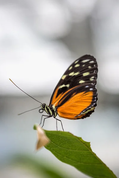 Tropical butterfly (Heliconius hecale zuleika) — Stock Photo, Image