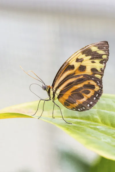 熱帯の蝶 (eueides イザベラ) — ストック写真
