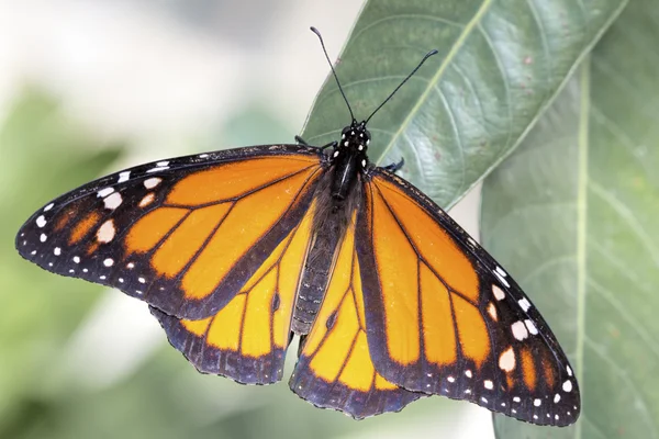 Papillon monarque (danaus plexippus)) — Photo