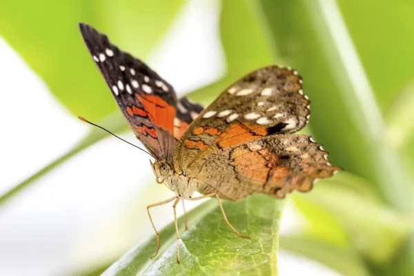 Tropical butterfly (Anartia amathea) — Stock Photo, Image