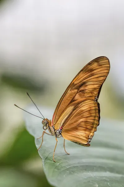 Tropical butterfly (Dryas julia) — Stock Photo, Image